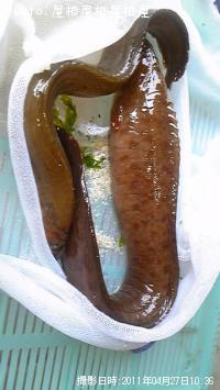 ¥«¥µ¥´¡¡¥®¥ó¥Ý