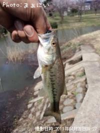 �֥�å��Х��ʥ顼����