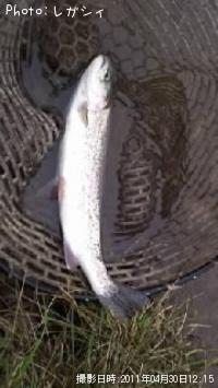 �쥤��ܡ��ȥ饦��