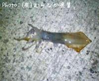 ¥¹¥ë¥á¥¤¥«