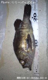 ��Х����