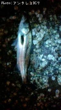 �����Х�