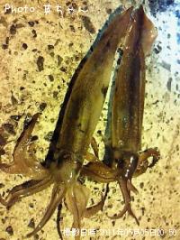 ¥µ¥µ¥¤¥«¡ª