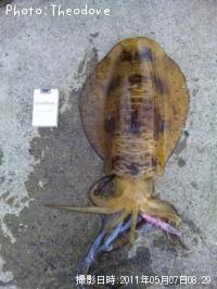 ¥¢¥ª¥ê¥¤¥«¡Ê¥ß¥º¥¤¥«¡Ë