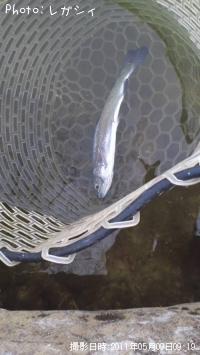 �쥤��ܡ��ȥ饦��