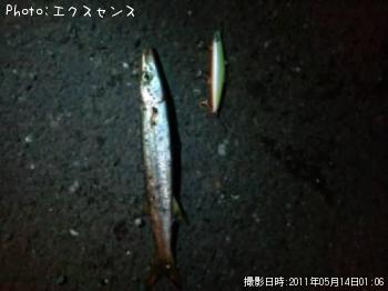 ¥«¥Þ¥¹¡Ê¾Ð¡Ë