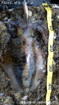 ¥¢¥ª¥ê¥¤¥«