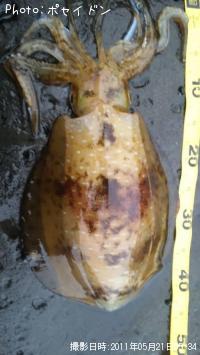 �����ꥤ��