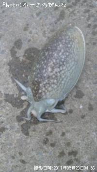 ����䥱����