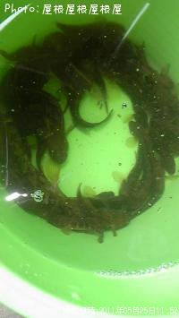 �ϥ��������ʥ�