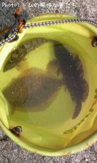 �����ʥ�