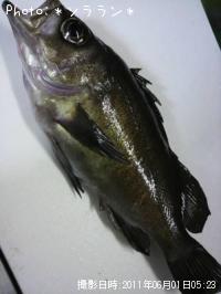 ¿ʬ¥á¥Ð¥ë¡Ê¾Ð¡Ë