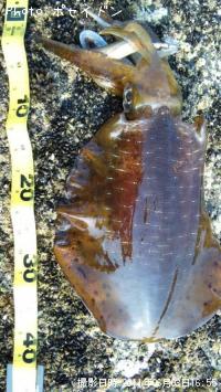 ¥¢¥ª¥ê¥¤¥«