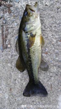 �֥�å��Х�