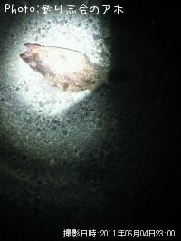 ¥«¥µ¥´¥¢¥¤¥Ê¥á