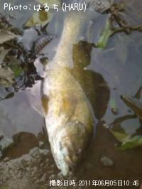 ¥Ö¥é¥Ã¥¯¥Ð¥¹