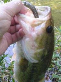 �֥�å��Х�