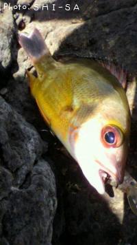 ���ʥ���