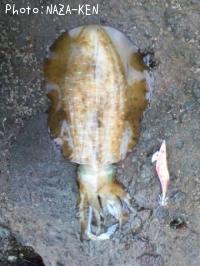 ¥¢¥ª¥ê¥¤¥«