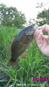 スモールマウスバス