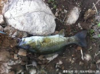 �֥�å��Х�