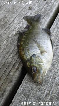 �֥롼����