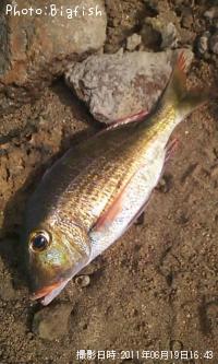 ¥¢¥ß¥Õ¥¨¥Õ¥