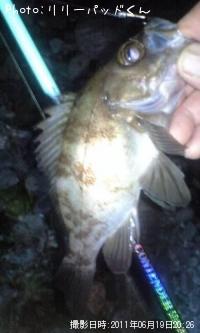 ��Х����