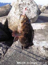 ��饽����