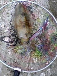 �����ꥤ��