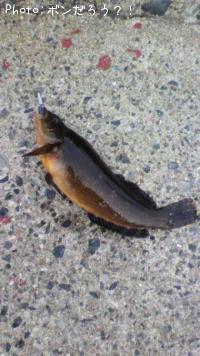 �����ʥ�