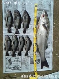 ¥·¡¼¥Ð¥¹¡¦¥á¥Ð¥ë