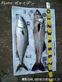 ¥·¡¼¥Ð¥¹¡¦¥Ï¥Þ¥Á