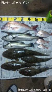 ¥Þ¥À¥¤¡¦¥Þ¥´¥Á¡¦¥·¡¼¥Ð¥¹