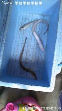 ���ʥ������������