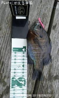 �֥롼����