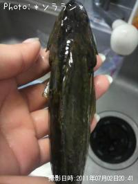 �狼��ʤ��ΤǤ�