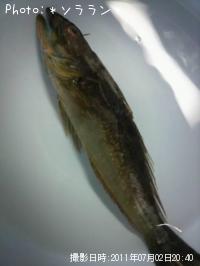 �狼��ʤ��ΤǤ�