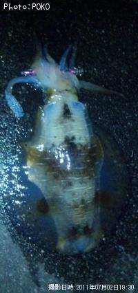 ¥¢¥ª¥ê¥¤¥«