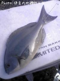 ÈøÄ¹¥á¥¸¥Ê