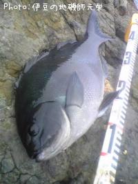 ÈøÄ¹¥á¥¸¥Ê