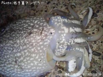 ����䥱����