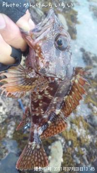 ¥´¥ó¥¶¥ì¥¹