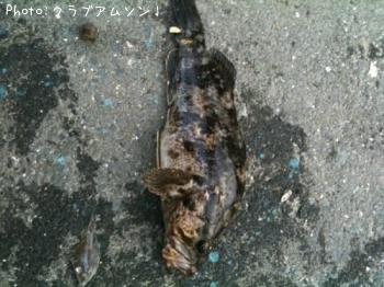 ¥¿¥±¥Î¥³¥á¥Ð¥ë