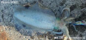 ¥¢¥ª¥ê¥¤¥«