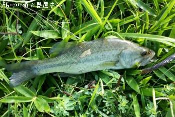 �֥�å��Х�