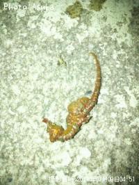 ���ĥΥ��ȥ����ʡ���