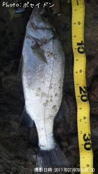 �ҥ饻����