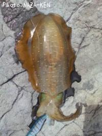 �����ꥤ��