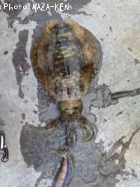 �����ꥤ��